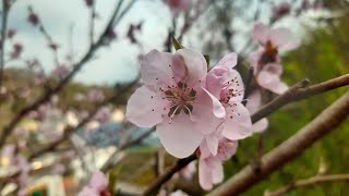 Meinen Pfirsich in der Blüte schneiden [upl. by Tenahs]