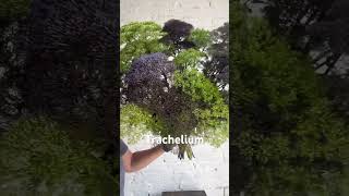 Trachelium Lake Michigan Series flowerfarm flowerfarming localflowers florist [upl. by Harneen]