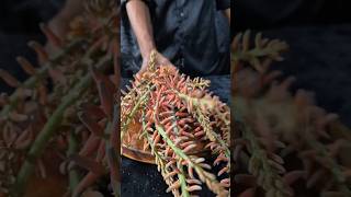 Alovera flower curry aloveraflower asmr flower healthyfood aloveraflower Aloveraaloveraflower [upl. by Ronni]