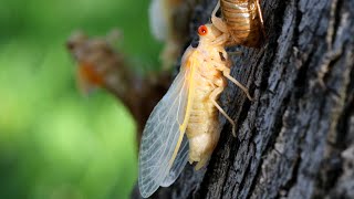 Brood XIII Cassins 17Year Cicada molting time lapse Silver Maple [upl. by Soble8]