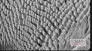 Geckskin fortissimo e riusabile ladesivo biomimetico ispirato al gecomp4 [upl. by Oecam]