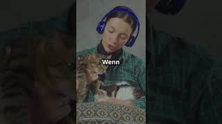 Können Katzen Musik hören 🎶 Die überraschende Wahrheit [upl. by Banks714]