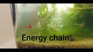 1 minute lesson Energy Chain [upl. by Houser204]