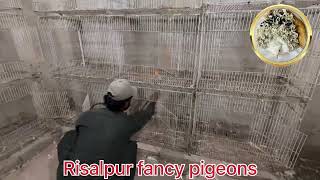 Risalpur Fancy Pigeons Firestarter for killings virus amp Preparation for 2025 breeding season [upl. by Irbua]