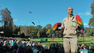 Einzigartige Flugshow Weltvogelpark  Walsrode [upl. by Kihtrak]