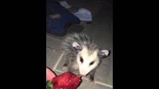 Shmooky the opossum eats apples [upl. by Sitsuj]