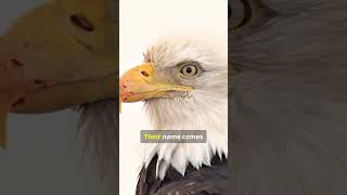 MindBlowing Facts About the Majestic Bald Eagle 🦅 [upl. by Cleland]