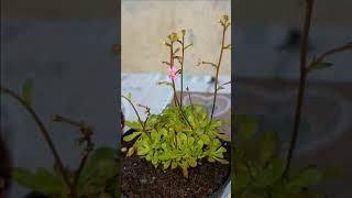 12 Stylidium debile caratteristiche [upl. by Lodge]