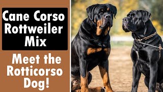 Cane Corso Rottweiler Mix Meet the Rotticorso Dog [upl. by Aleina131]