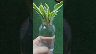 🌿 How to Propagate Spider Plant in Water Easy Steps for Lush Growth thehomeplants spiderplant [upl. by Eatnuhs50]