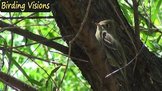 Cordilleran Flycatcher foraging  Spring in Patagonia  Birds of Arizona [upl. by Wilt]