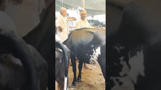 Cow mandi cow ytshorts ytshort youtube youtubeshorts shorts short dairy sonuvlidea [upl. by Anaerb]