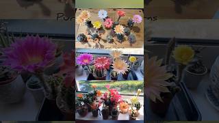 Cactus flower time lapse  flowers timelapse  echinopsis [upl. by Micky]