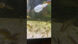 Auratus Cichlid Juvenile for sale [upl. by Hacker]