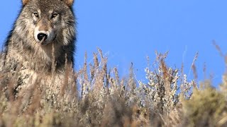 Why 1995 Was a Big Year for Grey Wolves in Yellowstone [upl. by Grimbald166]