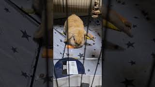 Adorable Holland Lop Rabbit Enjoys a Crunchy Carrot  Cute Bunny Eating Video [upl. by Sibylle]