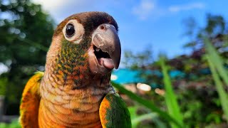 Chirping Conure Bird sounds Green Cheek Conure singing in the morning To day [upl. by Oniluap]