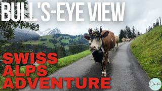 A swiss cows perspective A Mustsee Alpine Descent switzerland travel [upl. by Etnoval]