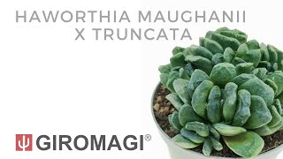 Haworthia maughanii x truncata [upl. by Etteniotna]