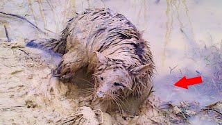 Un hombre se encontró con un extraño animal en la calle pero cuando lo lavó se quedó IMPRESIONADO [upl. by Nylekoorb]