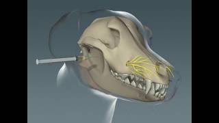 Maxillary Nerve Block in Canines [upl. by Champ920]