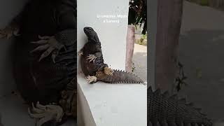 Iguana albinouromastyx dhab kadalgurun jedagjedug music remix reptiles petanimals hewanunik [upl. by Glaudia123]