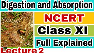 NCERT CH16 DIGESTION AND ABSORPTION HUMAN PHYSIOLOGY Biology LECTURE 2 FOR NEETAIIMS [upl. by Lazos503]