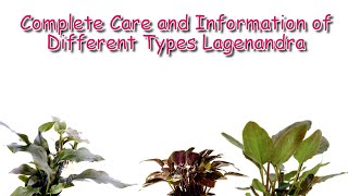 Lagenandra Care and Guide  Aquatic Plants Profile Episode  1 [upl. by Htebazileyram]