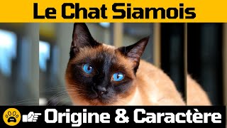 HISTORIQUE DU CHAT SIAMOIS 👉Tout savoir sur son Origine amp Caractère [upl. by Rask720]