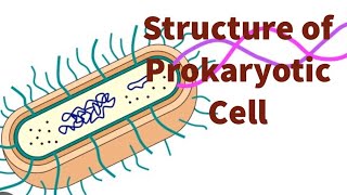 Bacterial cell structure class 11 I explained in english [upl. by Tiffi]