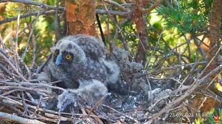 🦉 Búho chico Asio otus Longeared Owl  Młoda  niepełnosprawna Uszatka🐥🌹🍀 23072024 [upl. by Neelik229]