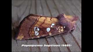 Part 22 Common Apamea Brocade and Borer Moths Family Noctuidae [upl. by Lawan247]