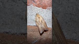 Light Brown Apple Moth In Mid November moths insects nature [upl. by Attenauq]