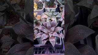 Haworthia Hybrid cvKayumanggi haworthia propagation plants [upl. by Agripina411]