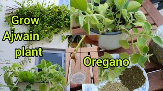 Grow And Care Ajwain Plant  Ajwain Cuttings With Update Ajwain propagation 2 Ways  Oregano Plant [upl. by Antipus]