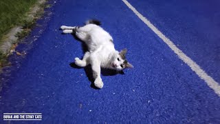 A Stray Cat At The Stadium Wants To Be Petted [upl. by Hephzipah678]