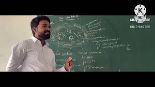 Platelets  Thrombocyte  structure Function and Mechanism Of Action [upl. by Joel]