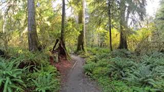 241013 HOH River Trail Insta 360 8k [upl. by Noxaj]