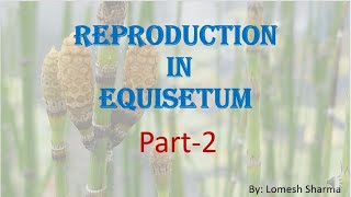 Equisetum  reproduction  and  life cycle  HPU BSc1st Year [upl. by Ahtnamas]