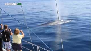 Curious Blue Whales Watch Whale Watching Passengers Off Dana Point [upl. by Karita220]