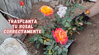 Como TRASPLANTAR un ROSAL CORRECTAMENTE  JARDINES CON MUCHAS PLANTAS  Cuidados de las ROSAS [upl. by Sybila]