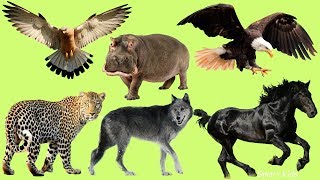 Learn Wild animal names and Sounds part 4 for Children In English [upl. by Dranyl]