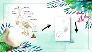 Notocotylus imbricatus Parasitología Tercer Ciclo A [upl. by Suisyola294]