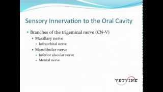 Dental Nerve Blocks  Anatomic Considerations [upl. by Capp]