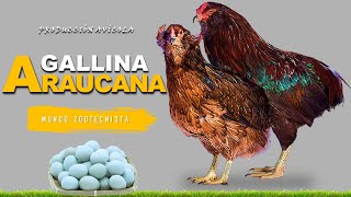 ✅ Gallina Araucana 🐔 [upl. by Rivalee473]