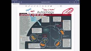 Integrative Metabolism mTOR rapamycin autophagy and fasting [upl. by Mack587]