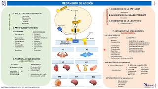 COLINÉRGICOS Y ANTICOLINÉRGICOS  SISTEMA AUTÓNOMO  NOTRERO13 [upl. by Erodavlas]