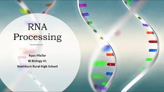 RNA Processing [upl. by Adierf]