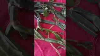 Health Benefits Of Adamant Creeper Cissus Quadrangularis [upl. by Giffie]