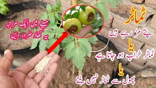 Best fertilizer for tomato plants  Use one time and get heavy fruiting on tomato plants [upl. by Derdlim]